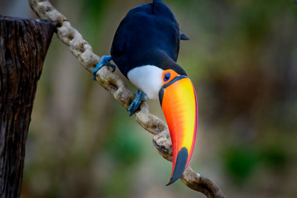 Toco Toucan on the branch