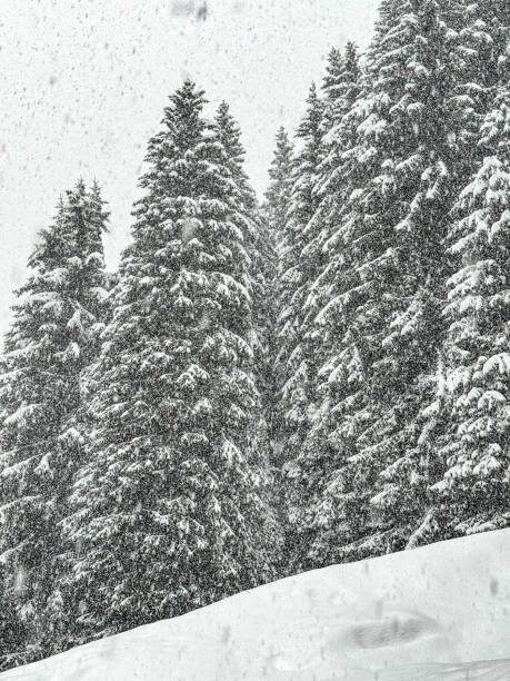 Blizzard in the mountains covering pine tree forest.