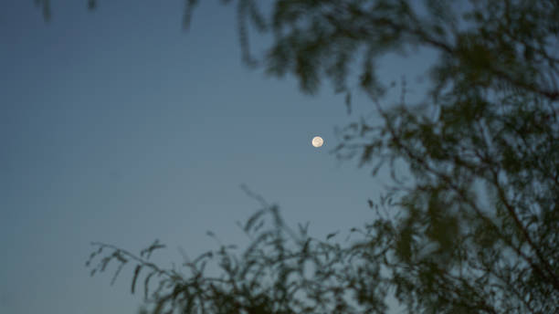 istock Blue Moon in Wetlands Park Las Vegas Nevada 2170256642