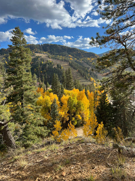 istock Autumn Forest with Bright Yellow and Green Foliage 2170256837