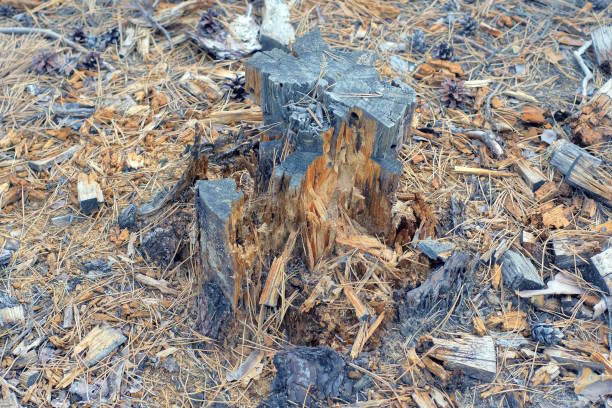 one broken old gray brown pine stump on the ground among dry needles and cones in the forest