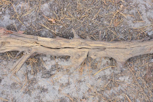 one long big tree root in gray sand outdoors in nature
