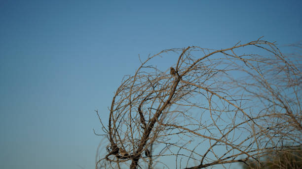 istock Old World Sparrow on the top of tree 2170257395