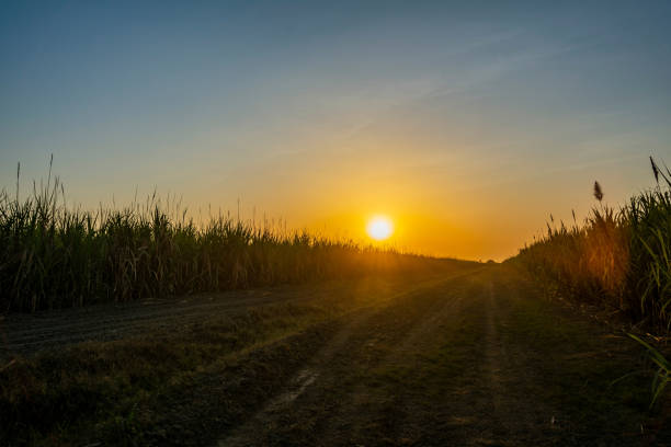 istock Sugar cane field and mountain during sunrise 2170258549