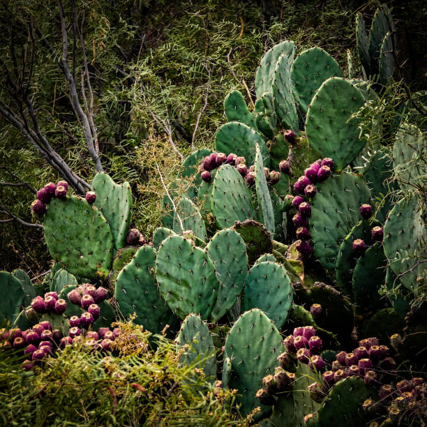 Free callous stock photos. Download the best free callous images at ...