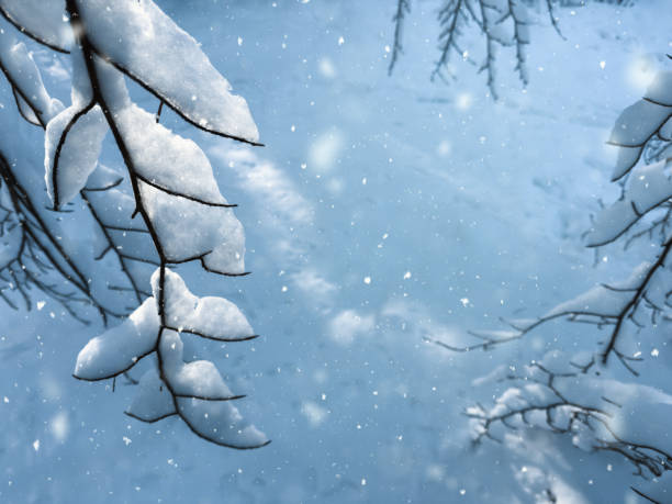 Winter background with snow covered branches and falling snowflakes.