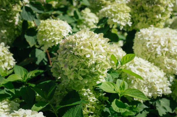 istock Hydrangea Flowers in the Garden 2170259779