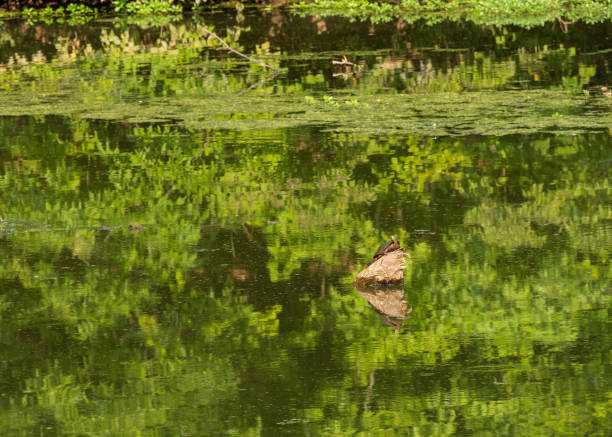 A tranquil turtle basks in the sunlight atop a floating tree trunk, surrounded by calm waters and reflections of lush green foliage, embracing natureâs peaceful beauty.
