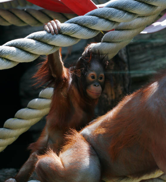 istock mother orangutan with her cute baby 2170263093