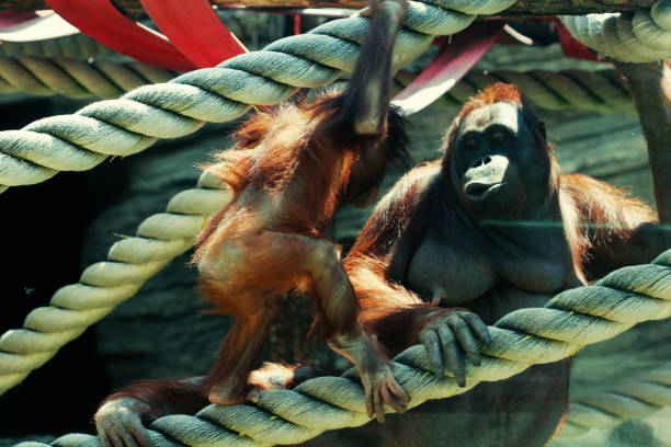istock mother orangutan with her cute baby 2170263111