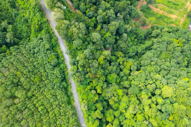 istock Aerial view Tropical Rainforest trees mountains,Top view green forest background 2170264621