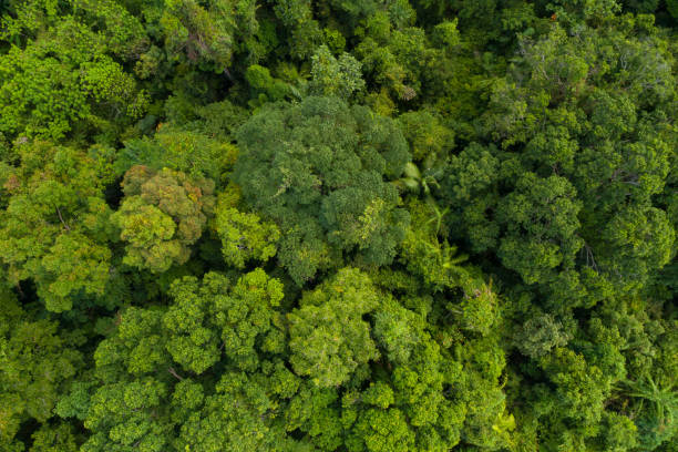 istock Aerial view Tropical Rainforest trees mountains,Top view green forest background 2170264623
