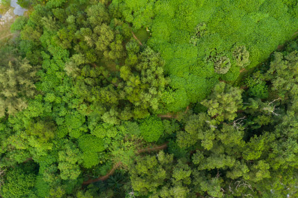 istock Aerial view Tropical Rainforest trees mountains,Top view green forest background 2170264663