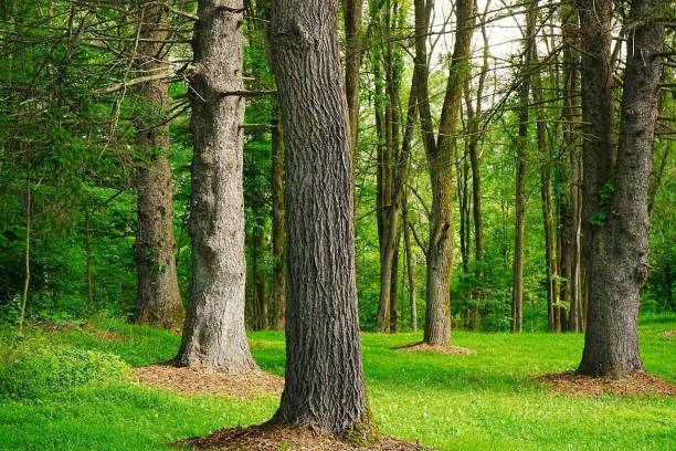 istock Campground Area Ohiopyle State Park Pennsylvania 2170264846