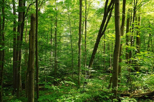 istock Allegheny Passage Trail Ohiopyle State Park Pennsylvania 2170264879