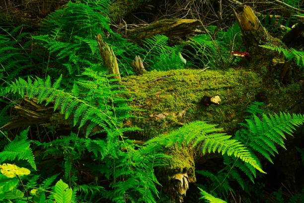 istock Old Growth in Cooks State Forest Pennsylvania 2170264887