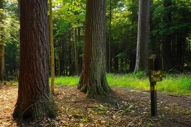 Old Growth in Cooks State Forest Pennsylvania