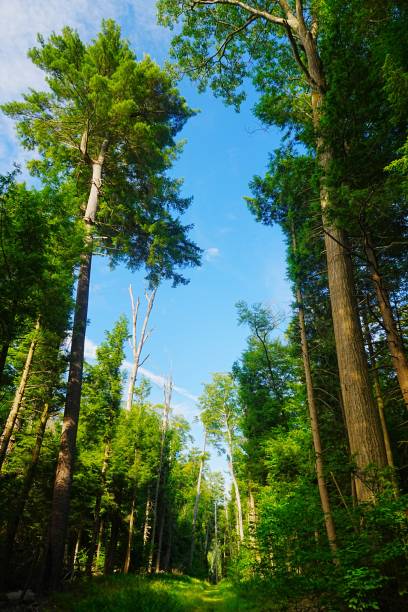 Old Growth in Cooks State Forest Pennsylvania