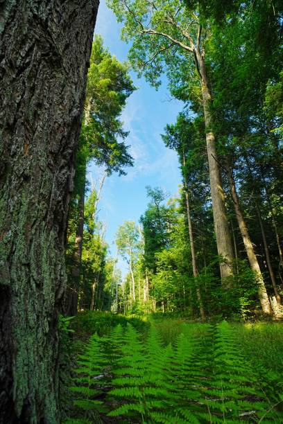 Old Growth in Cooks State Forest Pennsylvania