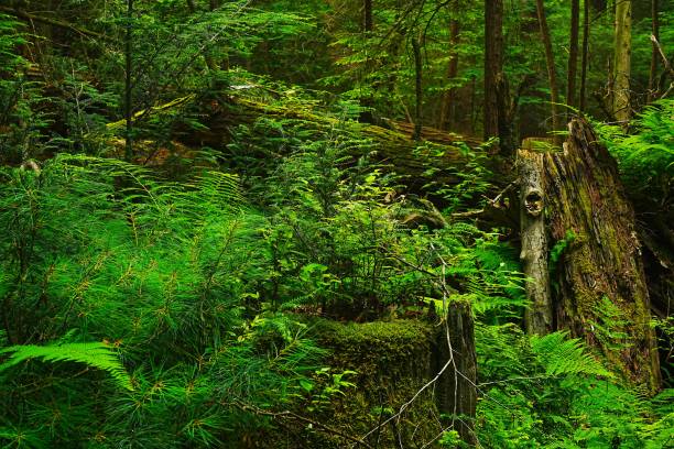 istock Old Growth in Cooks State Forest Pennsylvania 2170264928