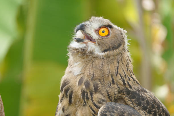 istock Portrait of rock eagle owl. 2170265876