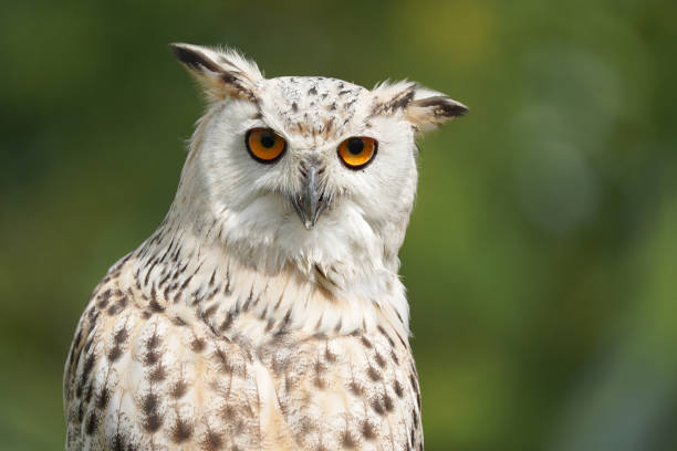 istock Portrait of rock eagle owl. 2170265911