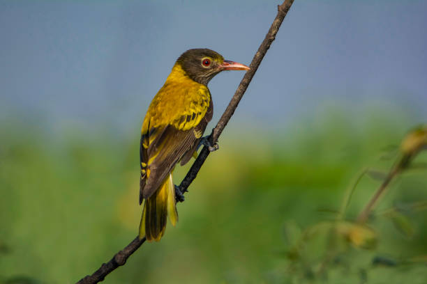 istock Black-hooded Oriole on a branch. 2170267084