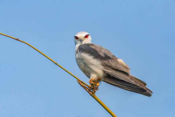 istock Black shouldered kite or black winged kite perched on branch of a tree with blue sky background. 2170267231