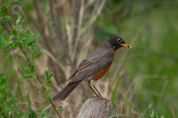 istock Cute American Robin is perched on a tree with insect in the beak. 2170267546