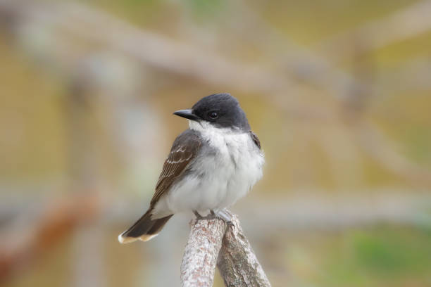 istock Bird Eastern kingbird is sitting on a twig in the autumn park. 2170267559