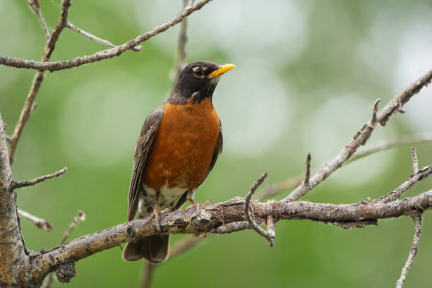 istock American robin is sitting on a tree branch in summer forest. 2170267560