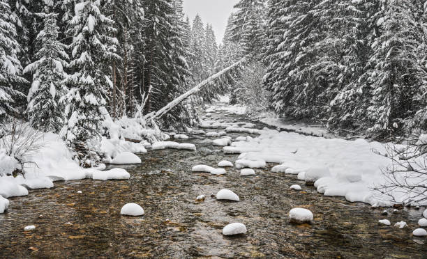 Small forest creek running through winter landscape - snow covered coniferous trees both sides, high resolution photo