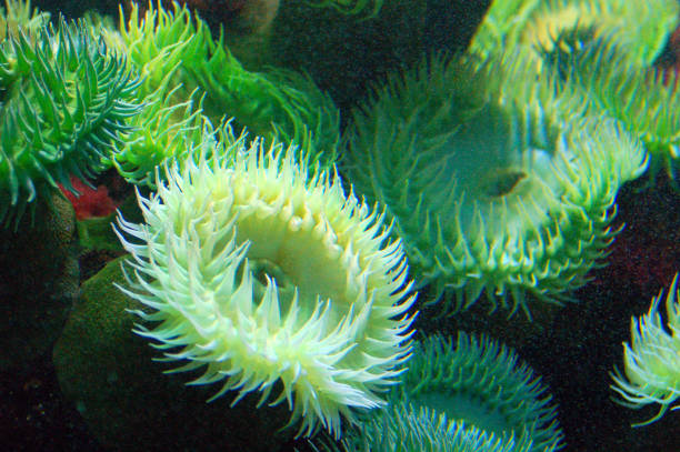 istock Sea anemones in the bay 2170272801