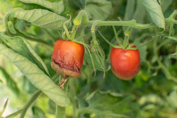 istock Diseased Tomatoes: Tomato Plant with Healthy and Infected Fruit on Vine 2170272917