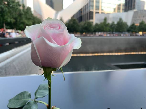 New York NY, USA September 10, 2019 A pink rose is placed on the name of a loved one at the 911 Memorial, honoring the victims of the World Trade Center terror attacks on September 11 in New York City