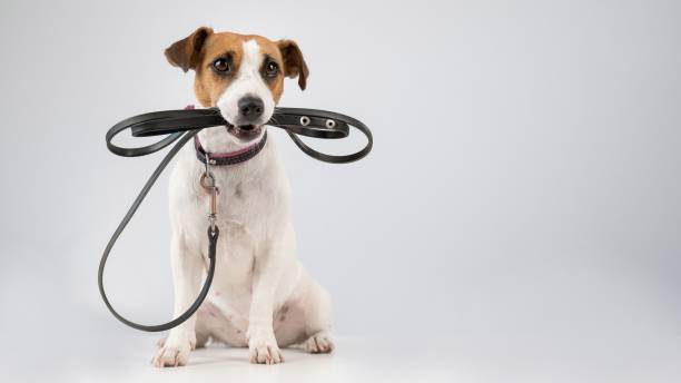 istock Jack russell terrier dog holding a leash on a white background. 2170273881