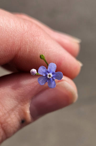 istock Hand holding Forget-Me-Not flower 2170274833