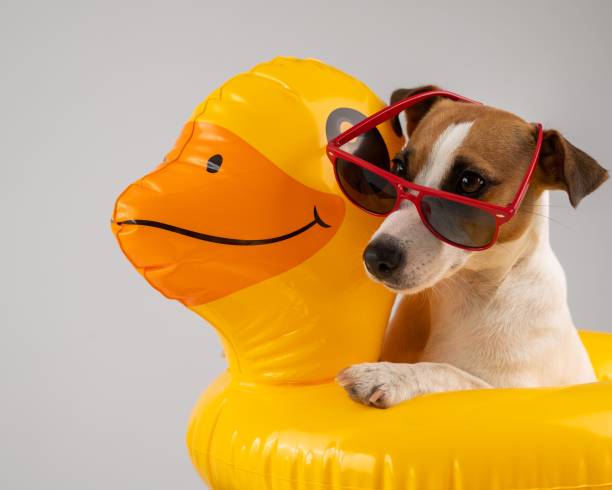 istock Dog jack russell terrier in sunglasses in an floating ring duck on a white background. 2170275536