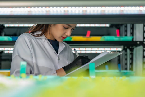 hydroponic vegetables salad farm - food safety management system hình ảnh sẵn có, bức ảnh & hình ảnh trả phí bản quyền một lần