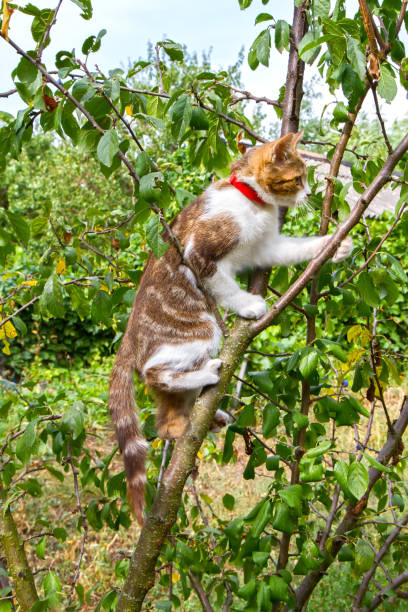 A cat climbs a tree in the garden. Young cat on a branch.