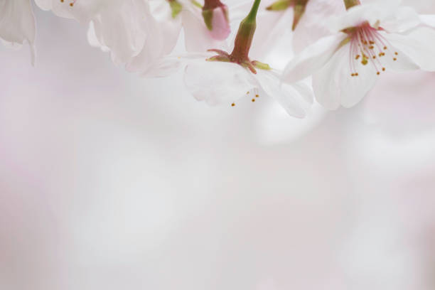 Springtime close up of white cherry blossoms