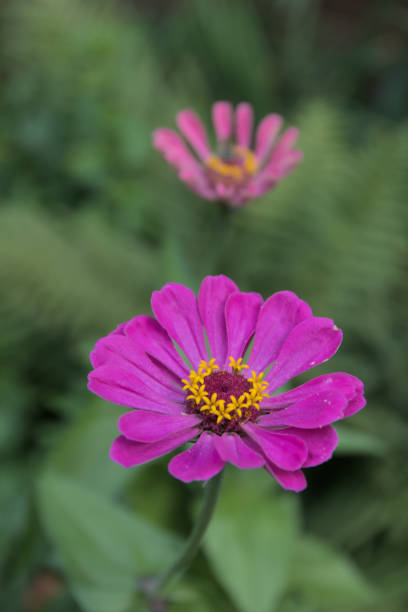 Single pink zinnia. Vertical photo with bokeh background.