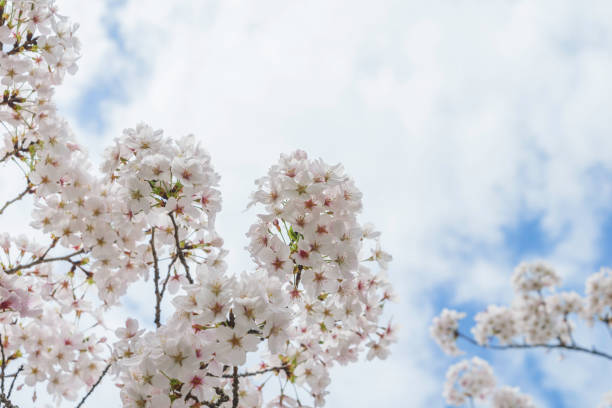 a white cherry blossom tree in full bloom,blue sky