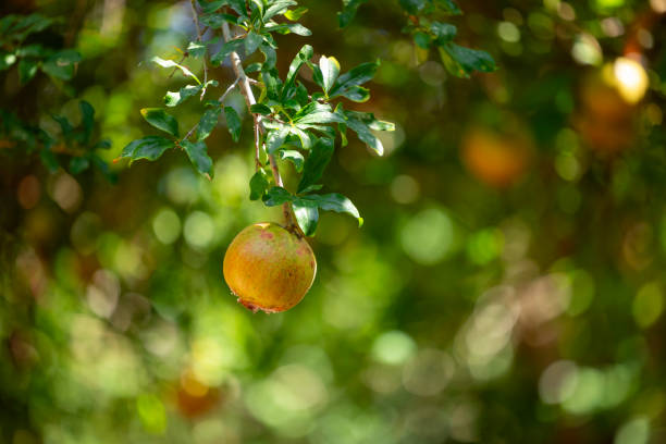 The fresh pomegranates in the pomegranate garden