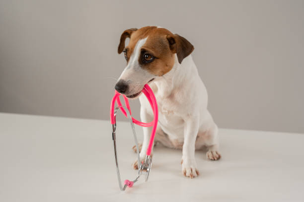 Puppy dog border collie and stethoscope isolated on blue background. Little dog on reception at veterinary doctor in vet clinic. Pet health care and animals concept.