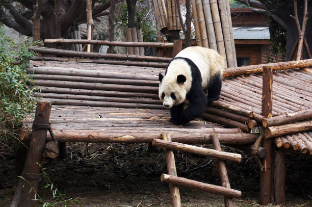 istock An adult giant panda  strolls down log jungle gym 2170284525