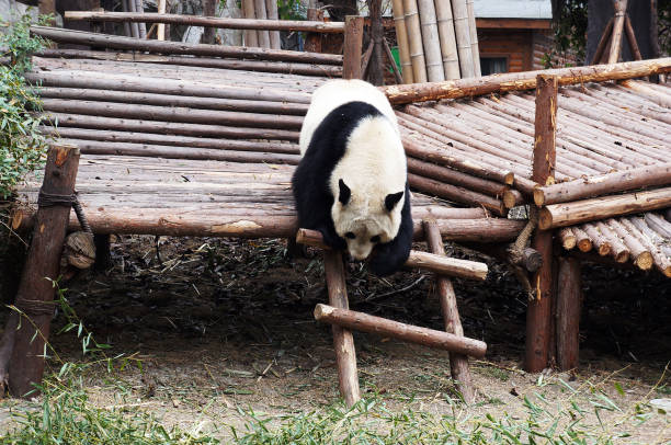 istock An adult giant panda  strolls down log jungle gym 2170284528