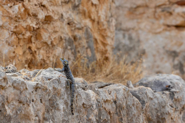 lizard reptile in a barren land