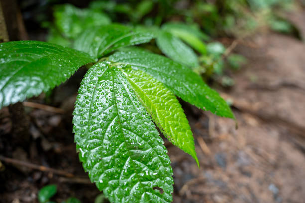 Bright green leaves covered with glistening dew drops with a blurred background highlighting the beauty of the details of the leaves and the dew drops.