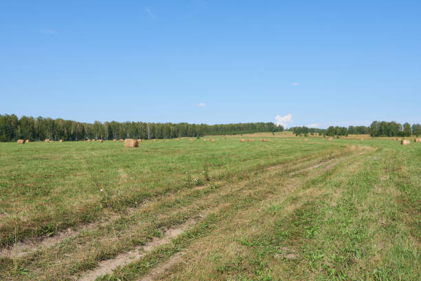 istock Hay bales in a field on a sunny day. 2170287266